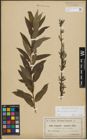 Foto von Salix purpurea L. x Salix viminalis L.